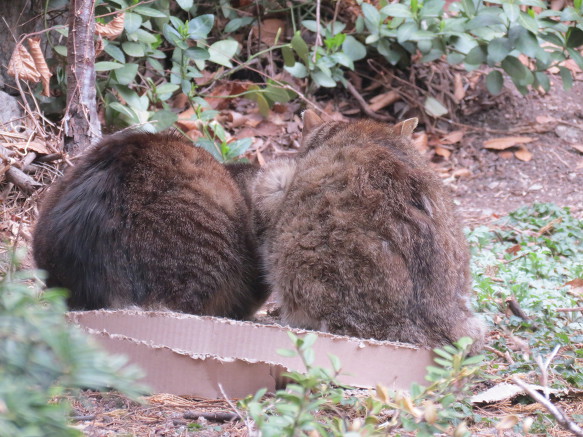 치명적이다, 고양이 엉덩이