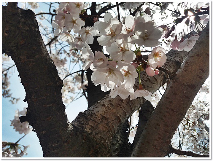 우리동네도 꽃동산