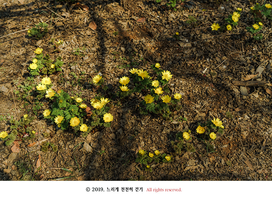 구례 현천마을의 노란 봄빛과 천년의 나무 계척마을 산수유시목지