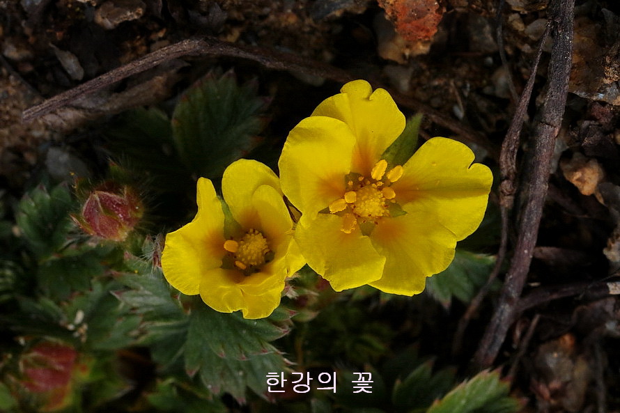 제주양지꽃(제주소시랑개비) 
