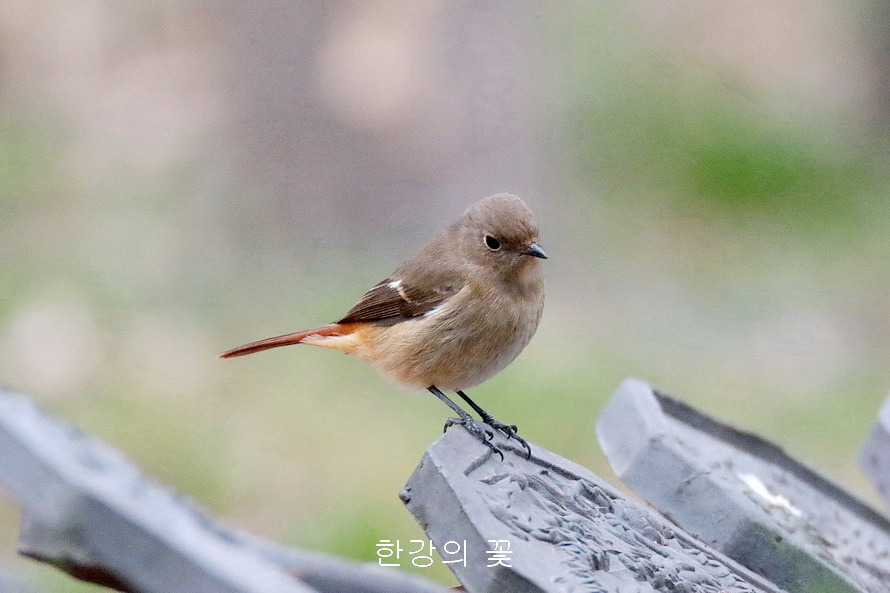 딱새(암컷)